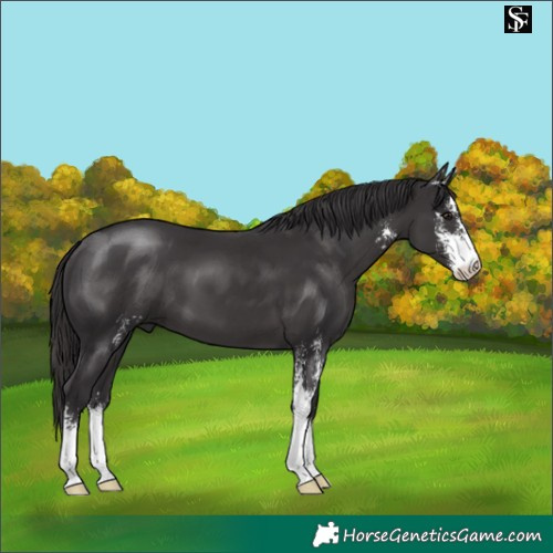 Horse Color:Smoky Black Sabino 