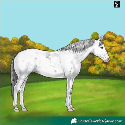 Horse Color:White Spotted Smoky Black Sabino Blanket 