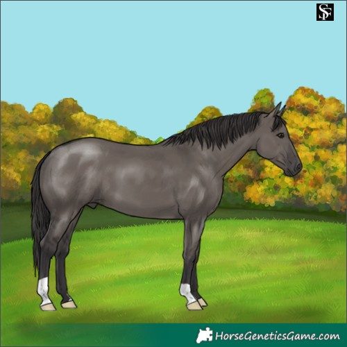 Horse Color:Smoky Grullo 