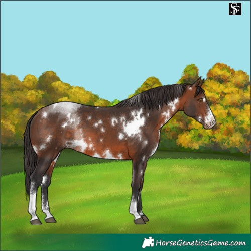Horse Color:White Spotted Brown Sabino Appaloosa 