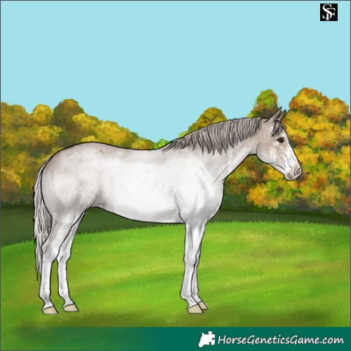Horse Color:Silver Grullo Roan Sabino 
