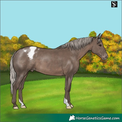 Horse Color:Silver Black Blanket 