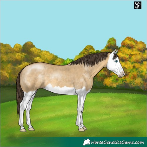Horse Color:Sable Cream Champagne Dun Splash 