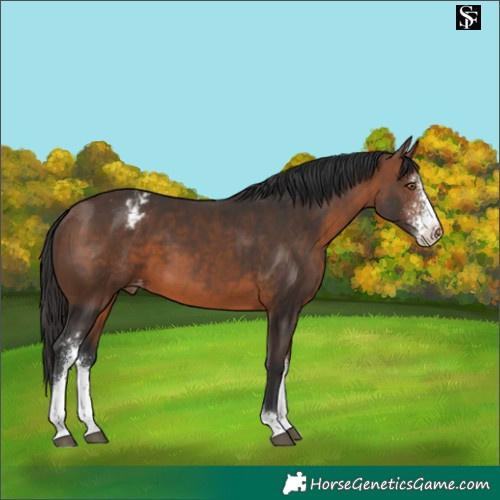 Horse Color:Brown Sabino Varnish 