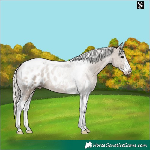 Horse Color:Silver Grullo Sabino Tobiano Blanket 