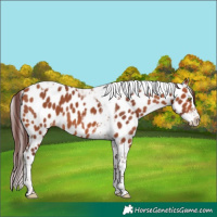 Horse Color:Chocolate Bay Splash Tobiano Skewed LP Spotted 