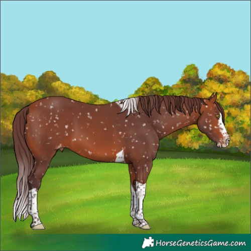 Horse Color:Chocolate Bay Splash Tobiano Skewed Appaloosa 