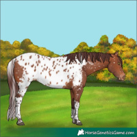 Horse Color:Chocolate Bay Tobiano Skewed Appaloosa 