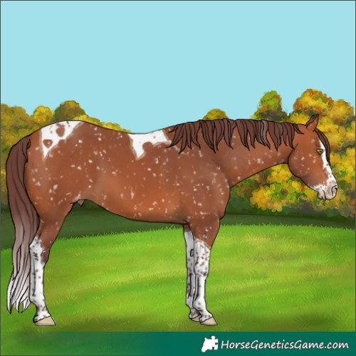 Horse Color:Chocolate Bay Splash Tobiano Skewed Appaloosa 