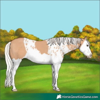 Horse Color:Silver Bay Dun Splash Skewed Appaloosa 