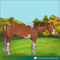 Horse Color:Chocolate Bay Splash Tobiano