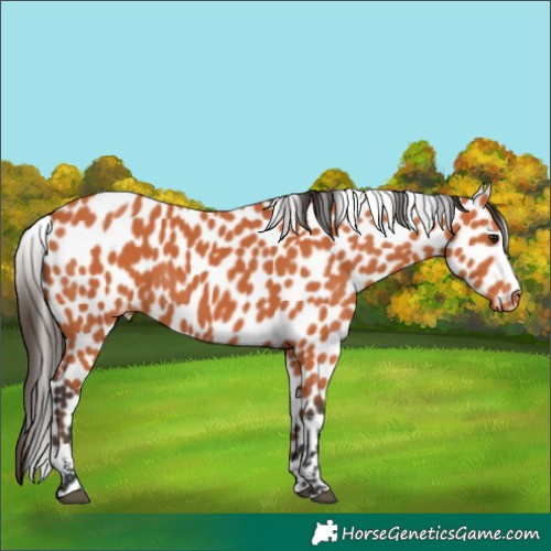 Horse Color:Bay Tobiano Skewed Appaloosa Rabicano 