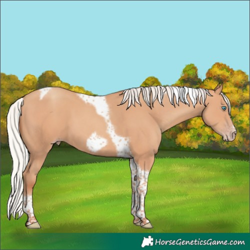 Horse Color:Chocolate Silver Amber Champagne Tobiano Frame 