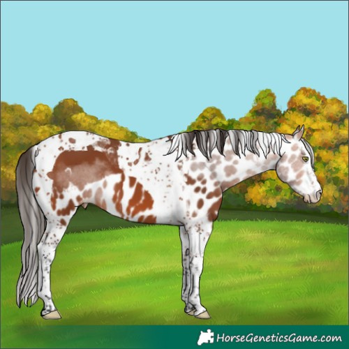Horse Color:Bay Splash Tobiano Skewed Appaloosa 