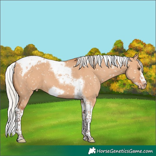 Horse Color:Silver Bay Dun Splash Tobiano Frame Skewed Appaloosa 
