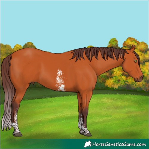 Horse Color:Chocolate Bay Sabino Tobiano 