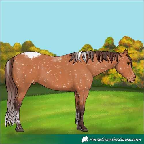 Horse Color:Chocolate Bay Tobiano Skewed Appaloosa 