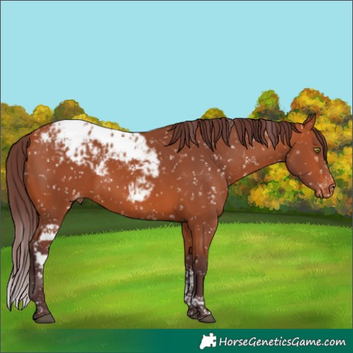 Horse Color:Chocolate Bay Tobiano Skewed Appaloosa 