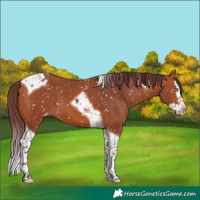 Horse Color:Chocolate Bay Splash Tobiano Skewed Appaloosa