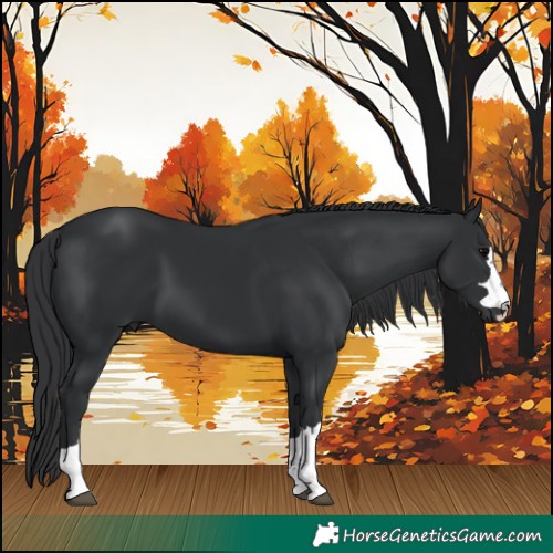 Horse Color:Black 