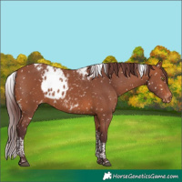 Horse Color:Chocolate Bay Tobiano Skewed Appaloosa