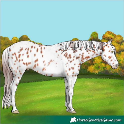 Horse Color:Chocolate Bay Sabino Splash Tobiano Skewed Appaloosa 