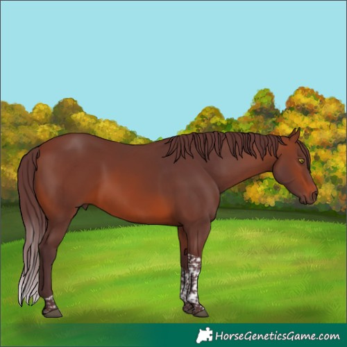 Horse Color:Chocolate Brown Tobiano 