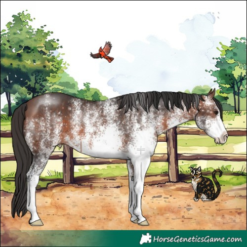 Horse Color:White Spotted Brown 
