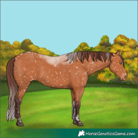Horse Color:Chocolate Bay Tobiano Skewed Appaloosa