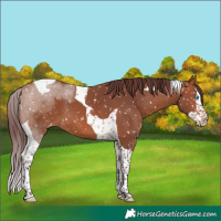 Horse Color:Chocolate Bay Splash Tobiano Skewed Appaloosa 