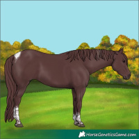 Horse Color:Chocolate Black Tobiano 