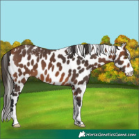 Horse Color:Bay Splash Tobiano Skewed Appaloosa
