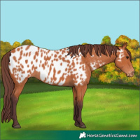 Horse Color:Chocolate Bay Appaloosa 