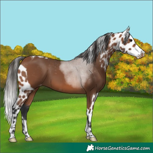 Horse Color:Bay Tobiano Skewed Appaloosa