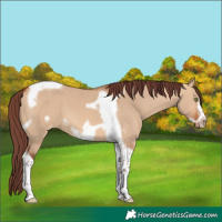 Horse Color:Chocolate Bay Dun Tobiano Frame Skewed Appaloosa 