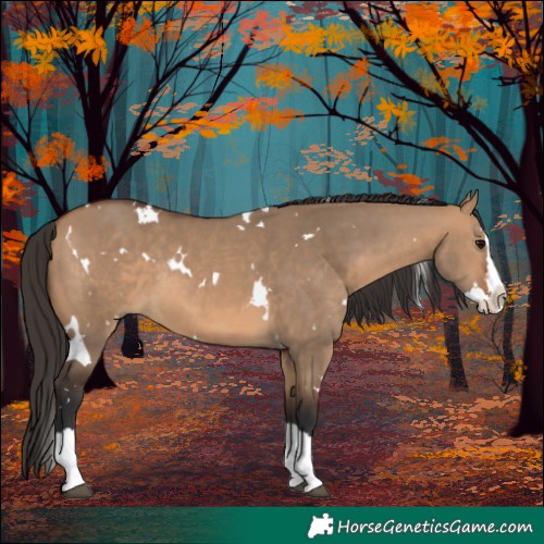 Horse Color:White Spotted Bay Dun Splash