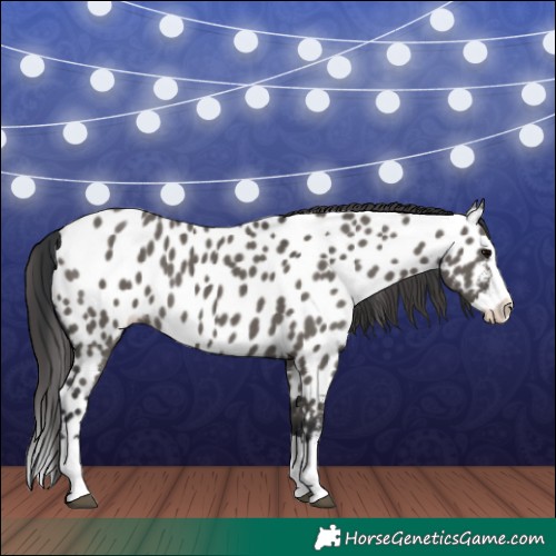 Horse Color:Grullo Splash Appaloosa