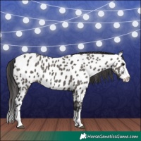 Horse Color:Grullo Splash Near Leopard