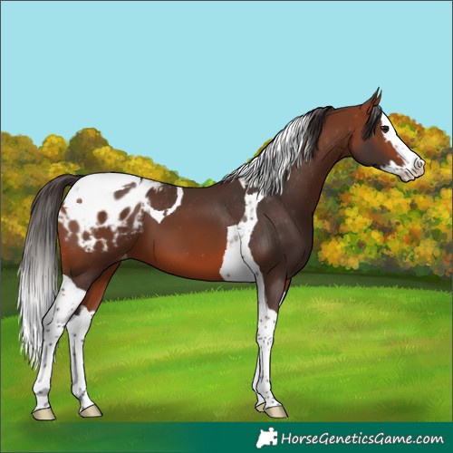 Horse Color:Bay Splash Tobiano Appaloosa 