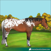 Horse Color:Bay Tobiano Skewed Appaloosa
