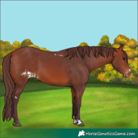 Horse Color:Chocolate Bay Skewed Appaloosa