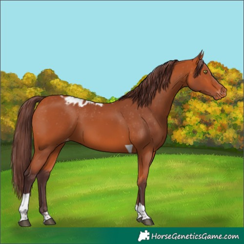 Horse Color:Chocolate Bay Tobiano Skewed Appaloosa 