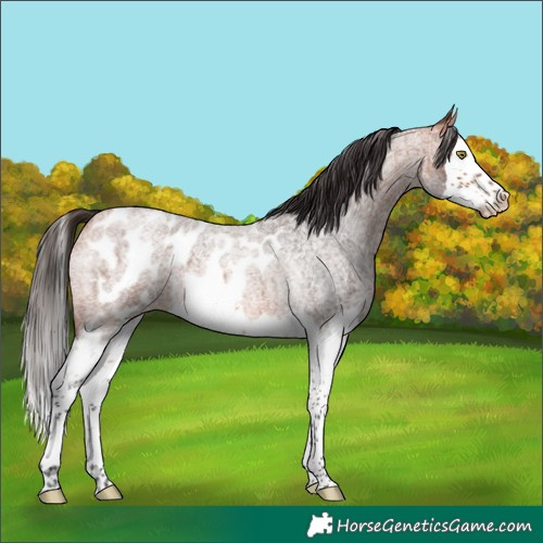 Horse Color:Bay Roan Splash Skewed Appaloosa