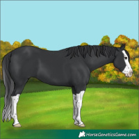 Horse Color:Black Splash 