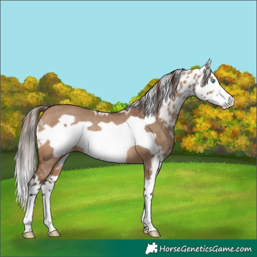 Horse Color:Bay Dun Frame Skewed Appaloosa Rabicano 