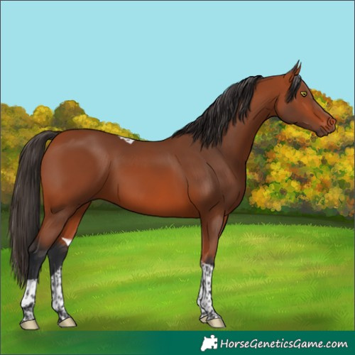 Horse Color:Bay Tobiano