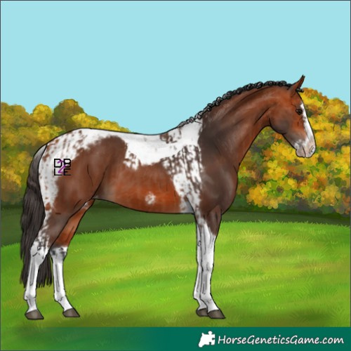 Horse Color:Bay Splash Tobiano Appaloosa  and Bay Splash Tobiano Frame Appaloosa 