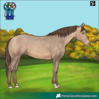 Horse Color:Amber Champagne Skewed Appaloosa 