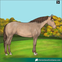Horse Color:Amber Champagne Skewed Appaloosa