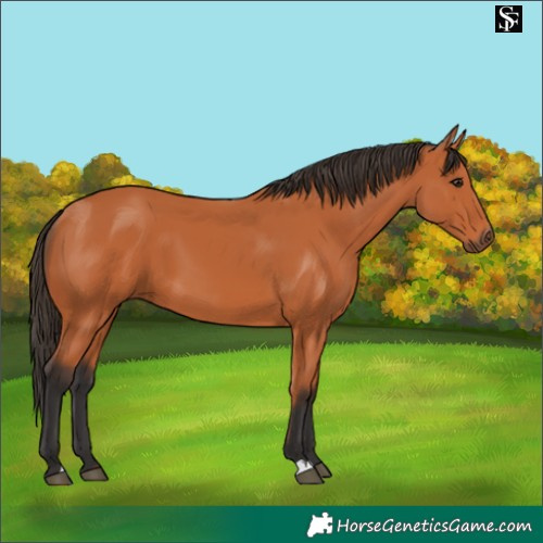 Horse Color:Bay 
